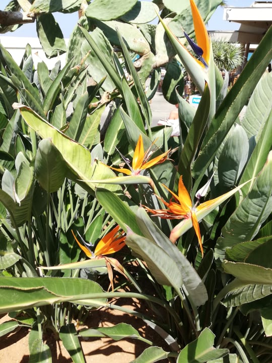 Gartenanlage Cactus Beach