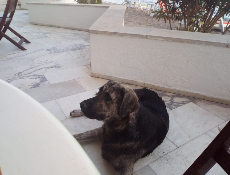 Sonstiges Dogan Paradise Beach