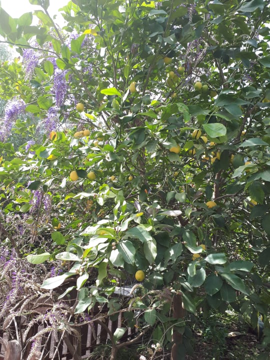 Gartenanlage LYKIA lodge | home of happiness