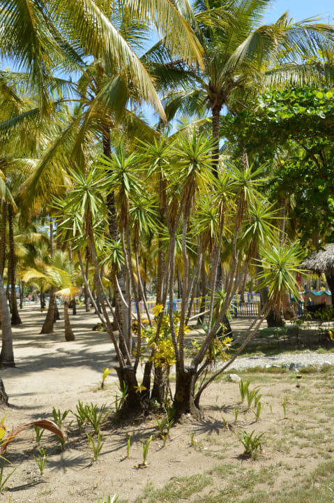 Strand Playabachata Hotel