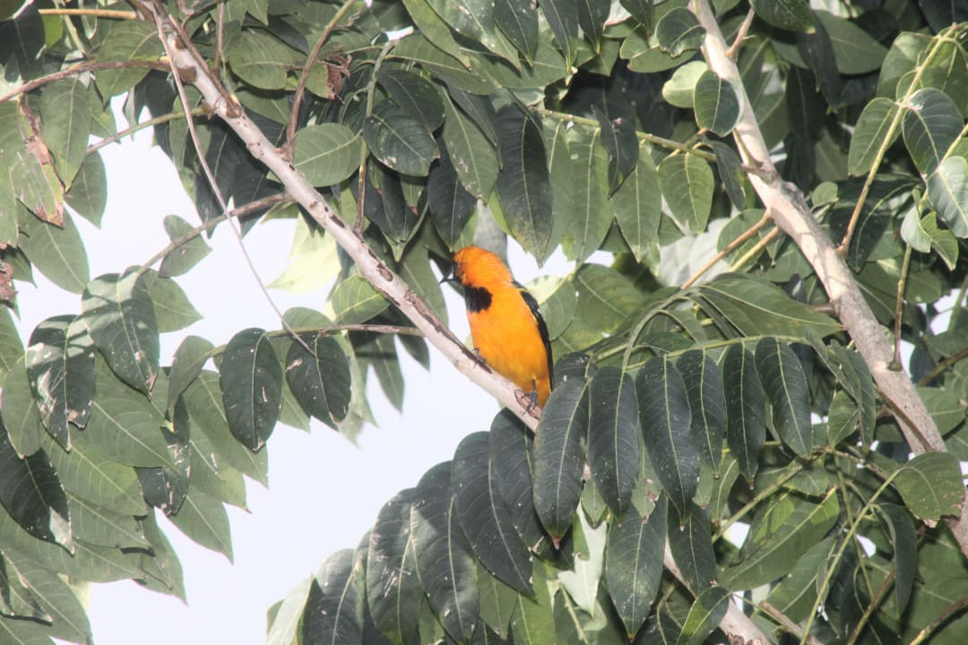 Vögel am Balkon Sandos Playacar Select Club Adults only - All Inclusive