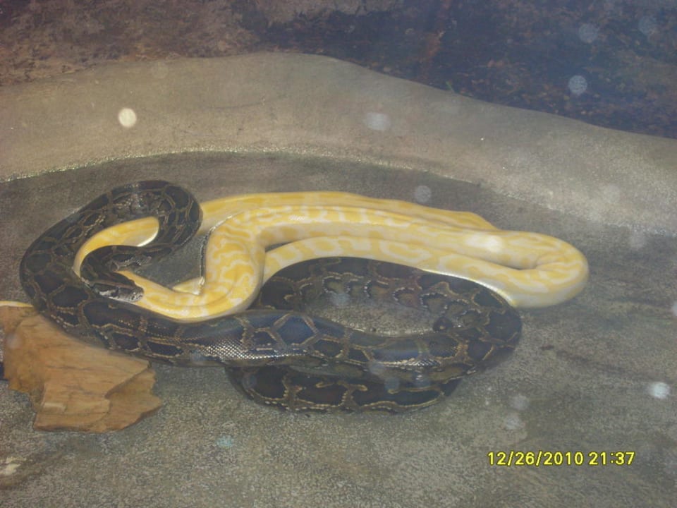Dschungelland Ferienwohnungen Ferienpark Weissenhäuser Strand