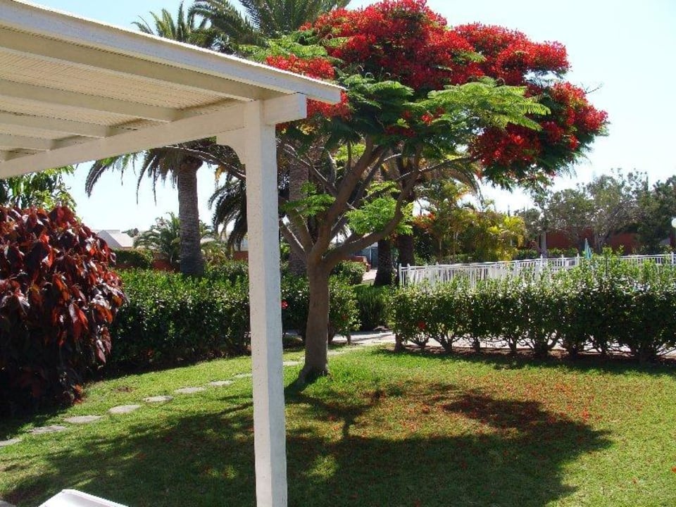 Schöner Garten mit Blick zum Pool Hotel Los Melocotones