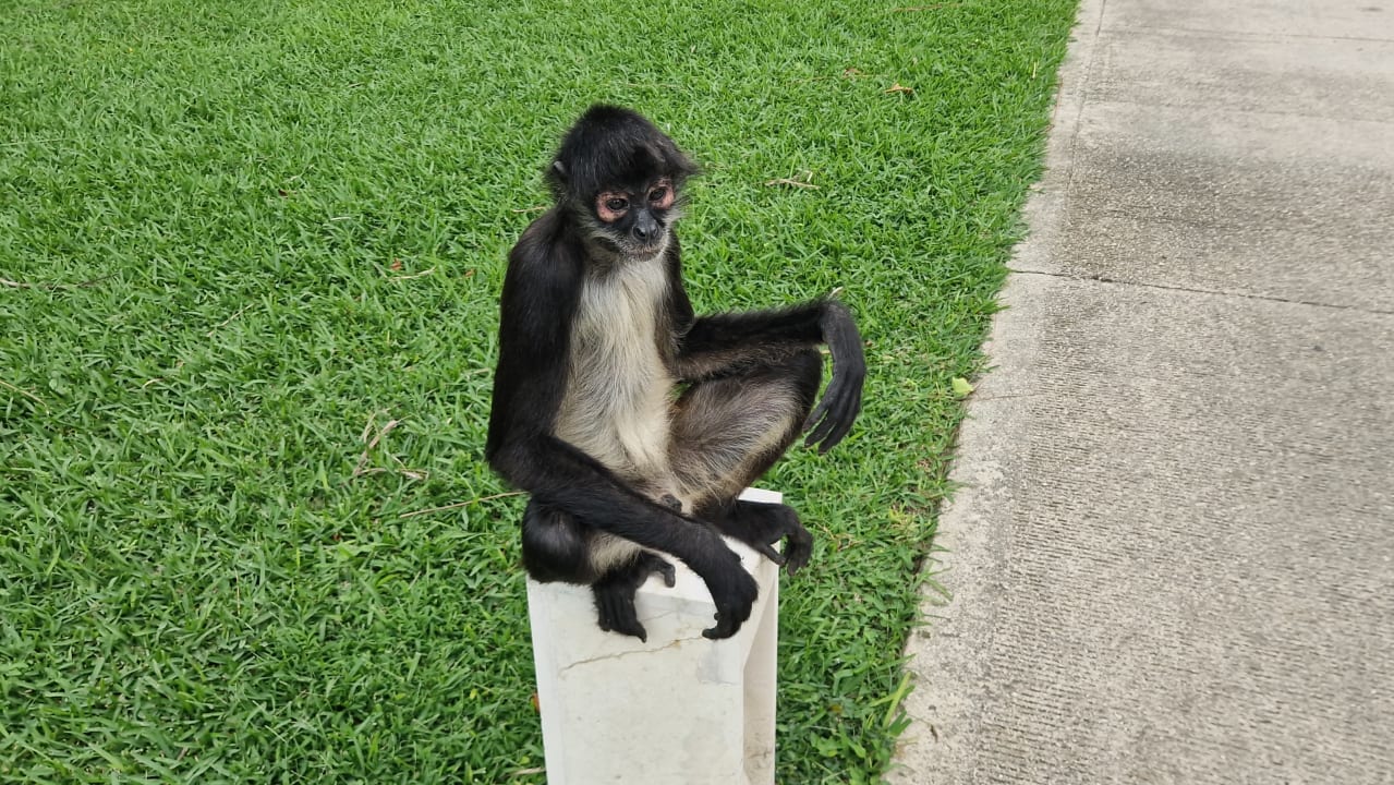 Gartenanlage Grand Riviera Princess All Suites & Spa Resort