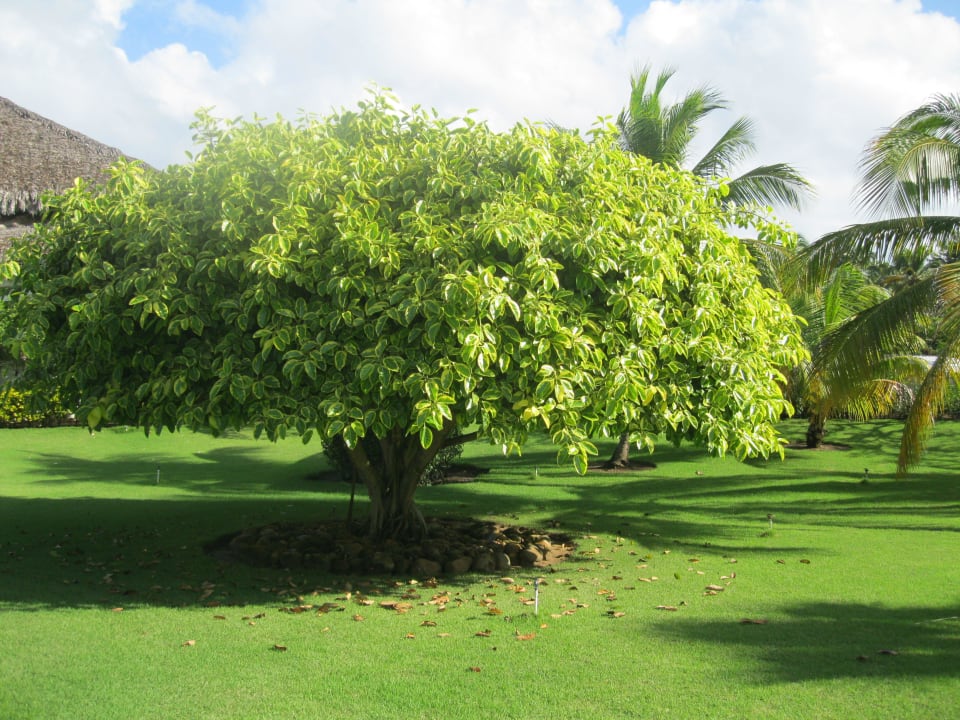 Gartenanlage vorm Hotel Grand Sirenis Punta Cana Resort & Aquagames