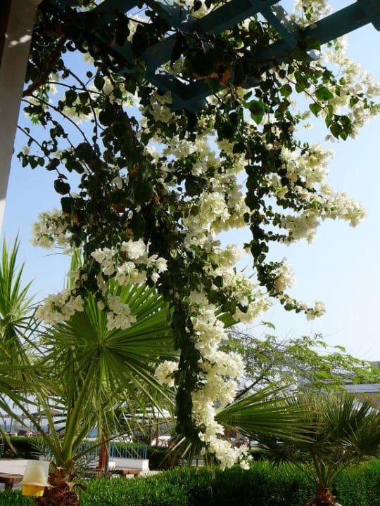 weisse Bougainvilleas Lahami Bay Beach Resort