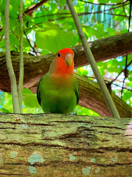 Gartenanlage Adaaran Select Meedhupparu Island Resort - Premium All Inclusive