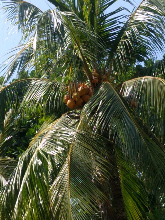 Gartenanlage Occidental Eden Beruwala, a member of Barcelo Hotel Group