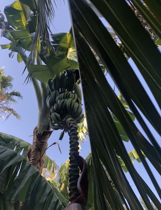 Gartenanlage Latanya Park Resort