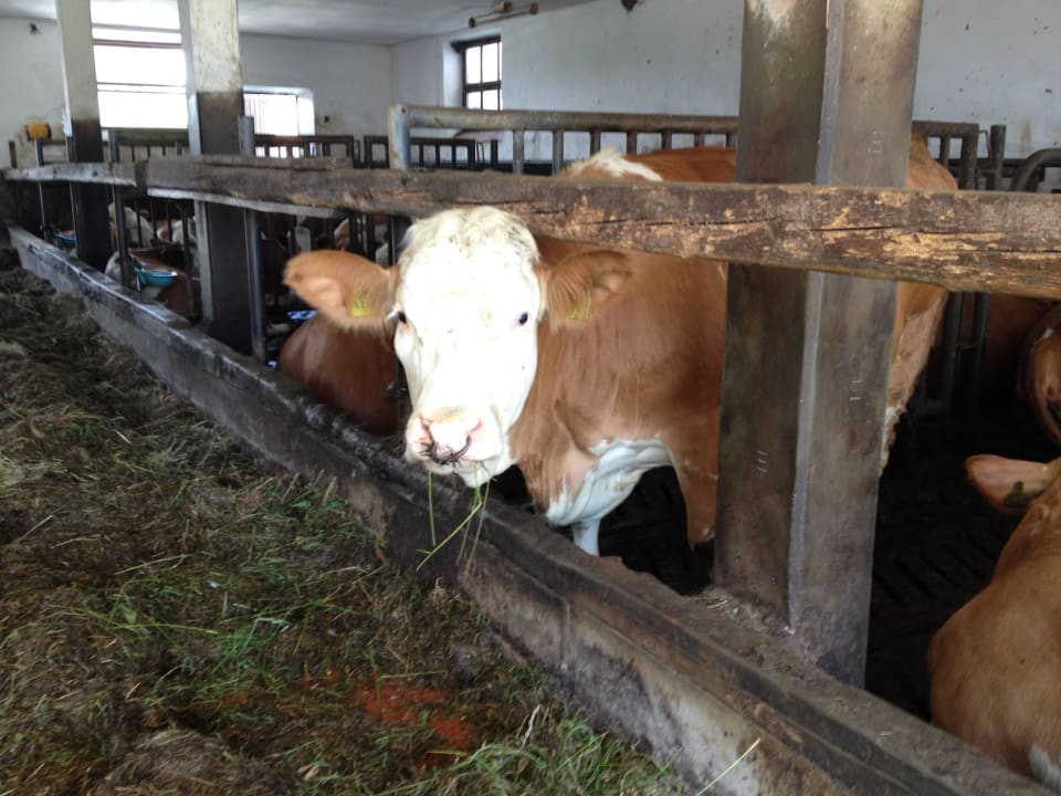 Milchkuh Fröschlhof