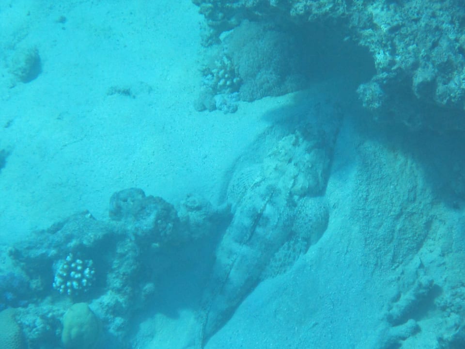 Krokodilfisch Makadi Spa - Adults only