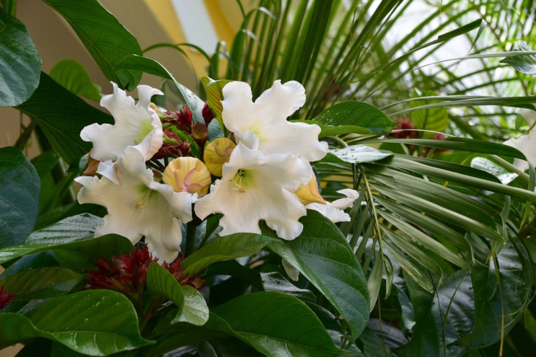 Gartenanlage Villa Anakao Mauritius