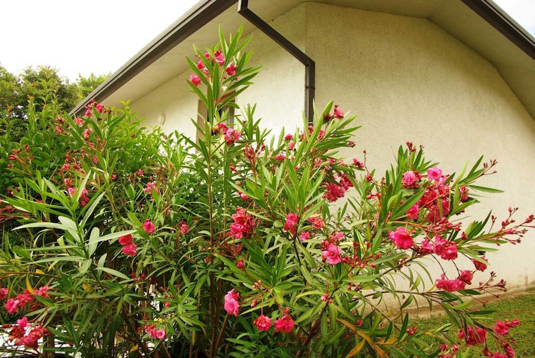 Sträucher Villa Erica