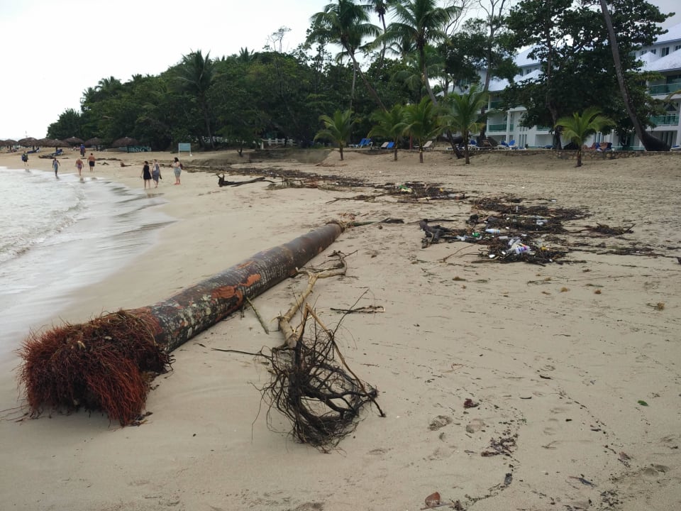 Angespühlte Palme November 2016 Grand Paradise Playa Dorada