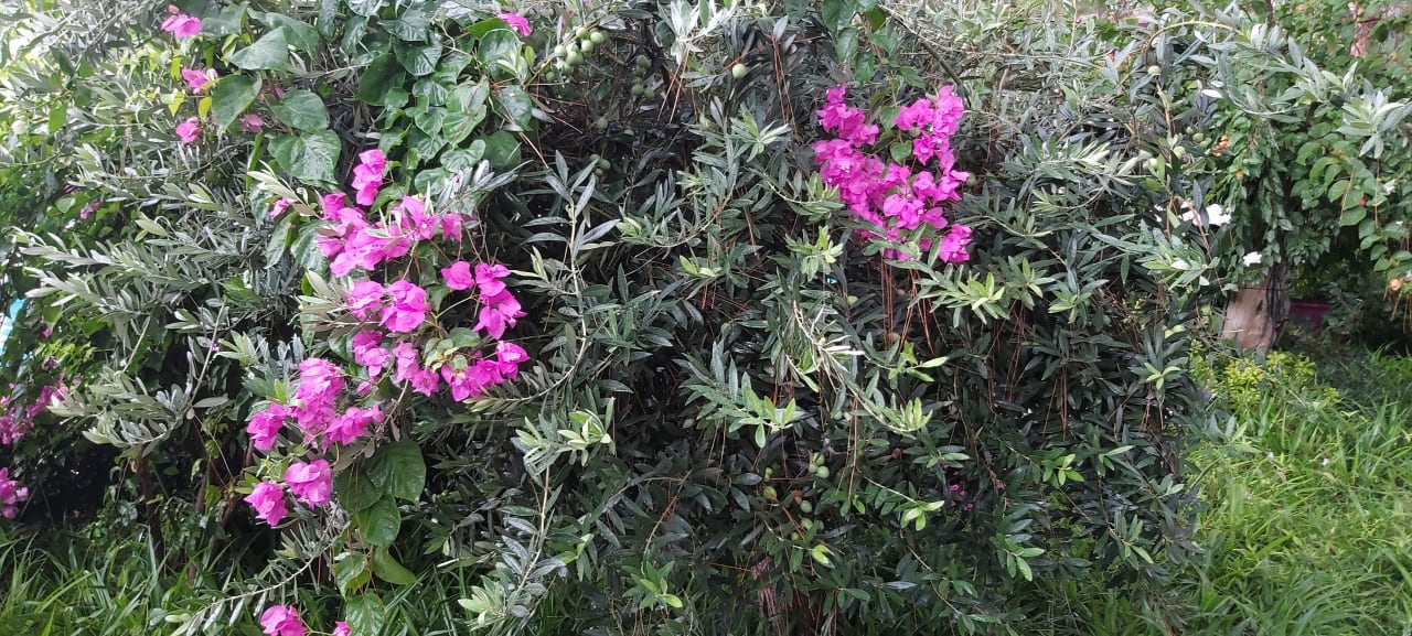 Gartenanlage Ulusoy Kemer Holiday Club