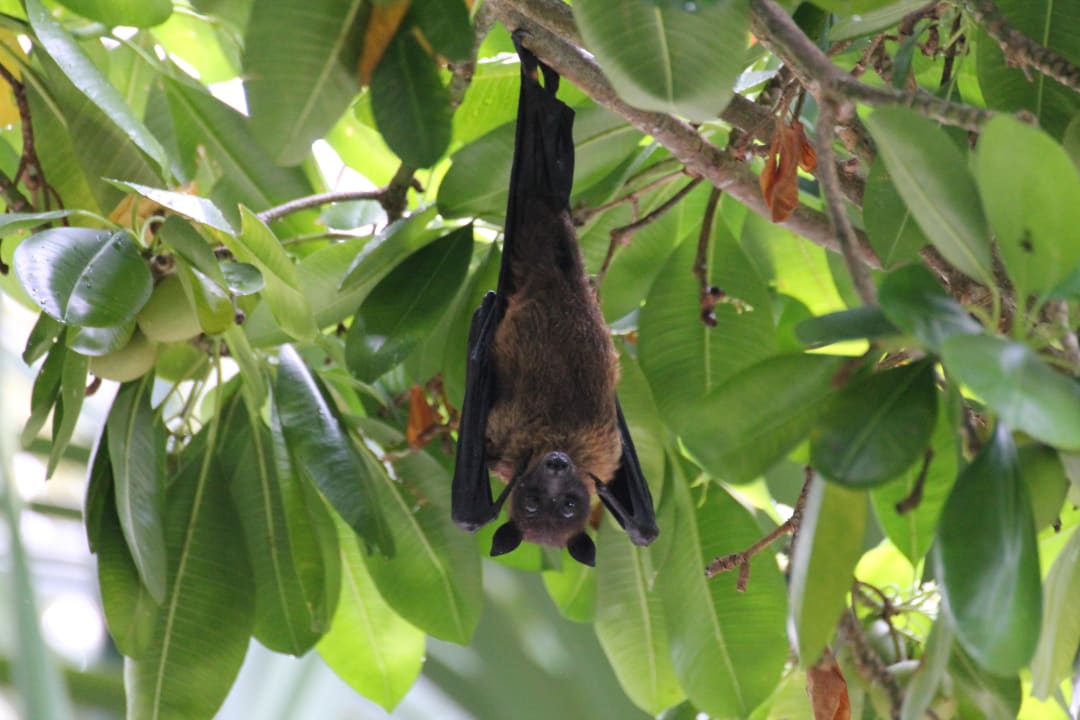 Flying Fox Kuramathi Maldives
