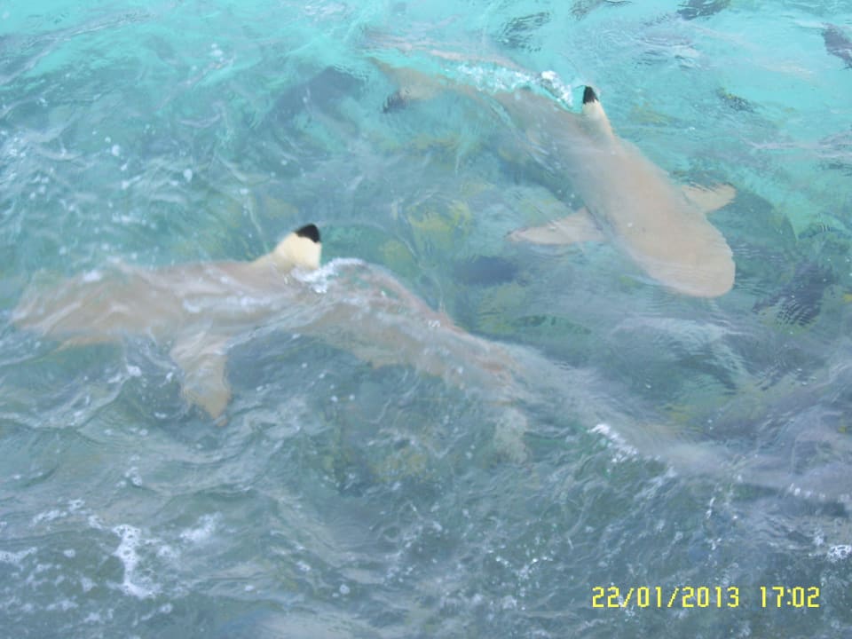 Haifische bei Fütterung Summer Island Maldives