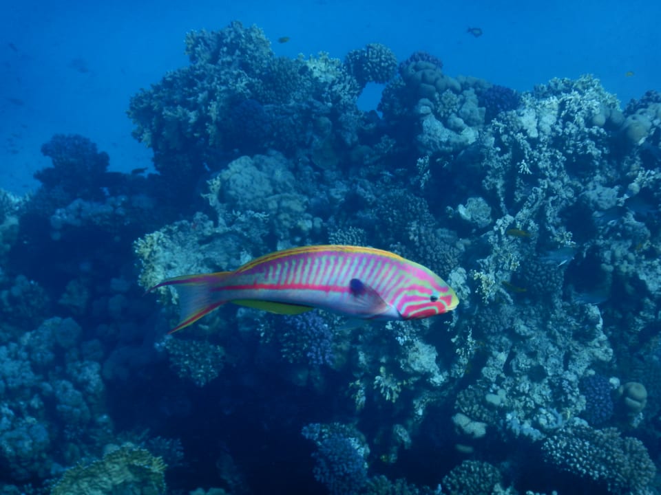 Sport & Freizeit Grand Makadi