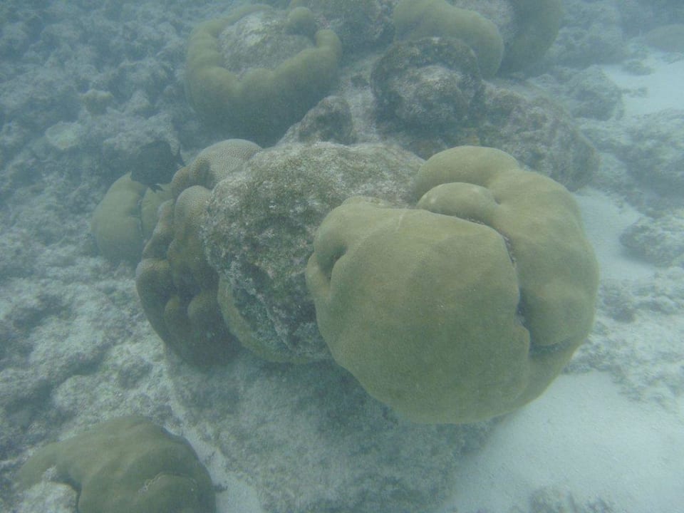 Beim Schnorcheln Kuramathi Maldives