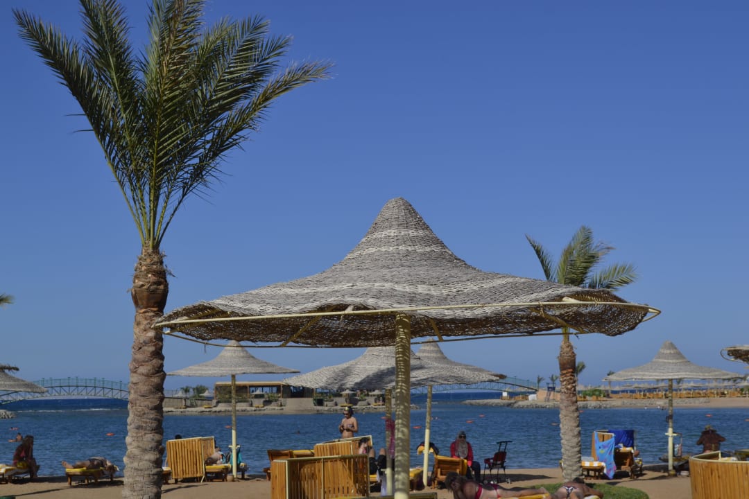 Утро Desert Rose