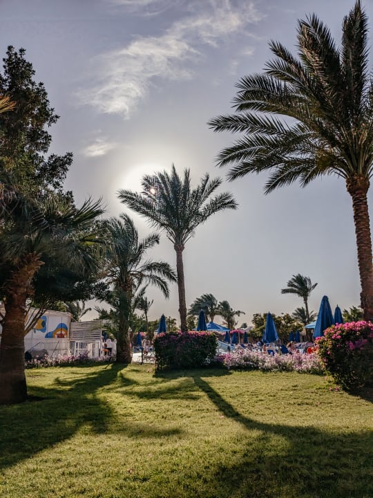 Gartenanlage Desert Rose