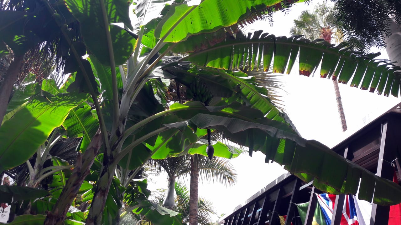 Gartenanlage Hotel Parque Tropical