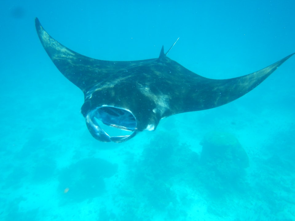 Strand Vilamendhoo Island Resort & Spa