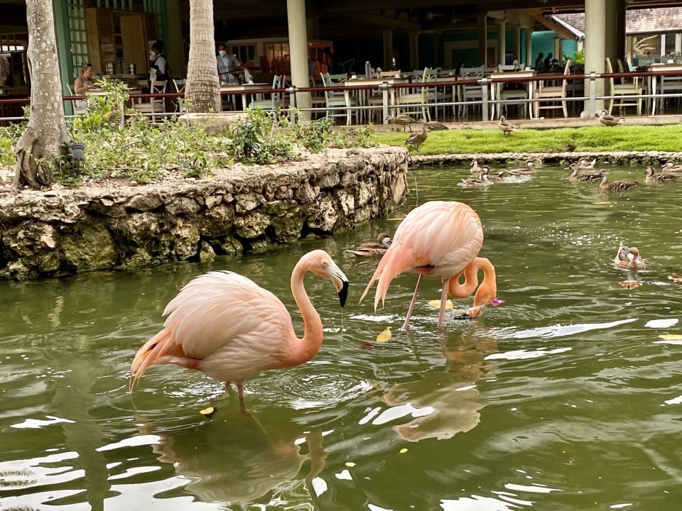 Gartenanlage Iberostar Selection Coral Bávaro