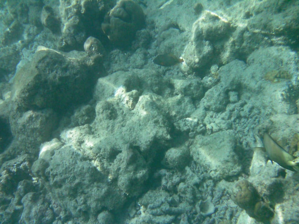 Riff kaputt Adaaran Select Meedhupparu Island Resort - Premium All Inclusive