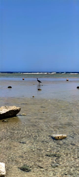 Strand Pickalbatros Palace Hotel-Port Ghalib