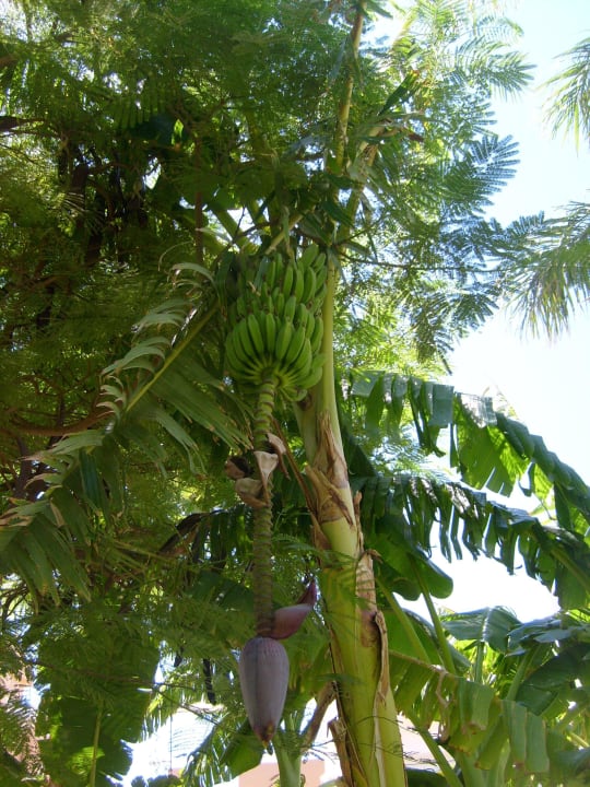 Bananenpalme-baum The Grand Hotel Hurghada