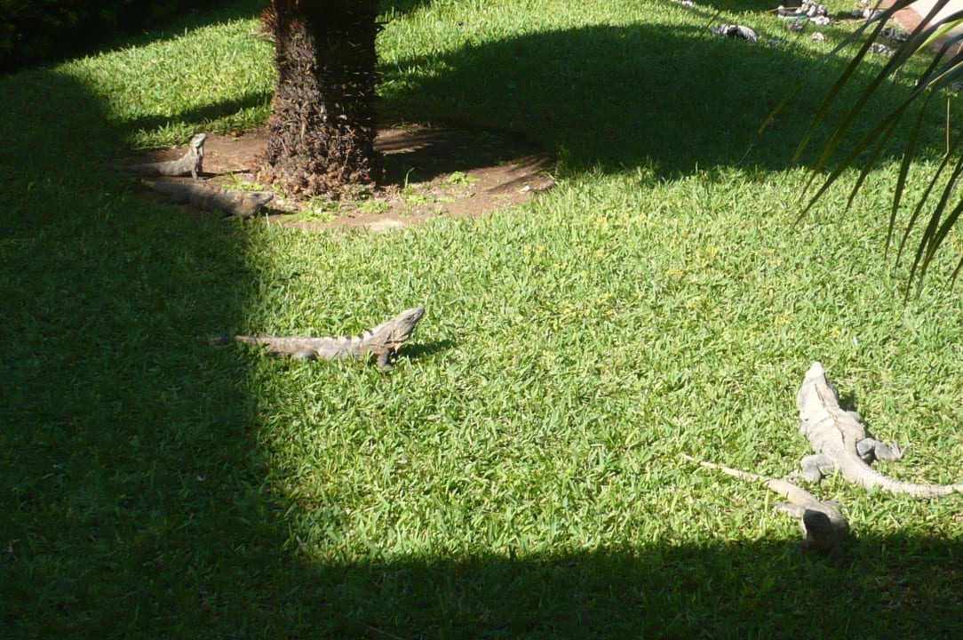 Freilaufende Echsen Grand Palladium Kantenah Resort & Spa