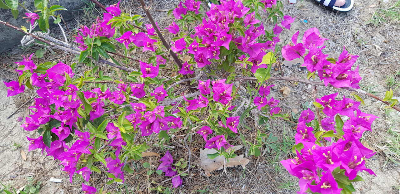 Gartenanlage Side Miami Beach