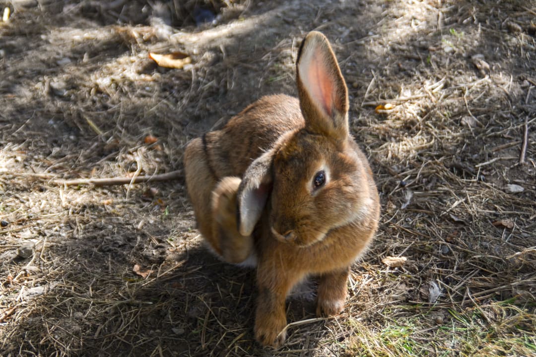 Gartenanlage Hotel Kohlerhof