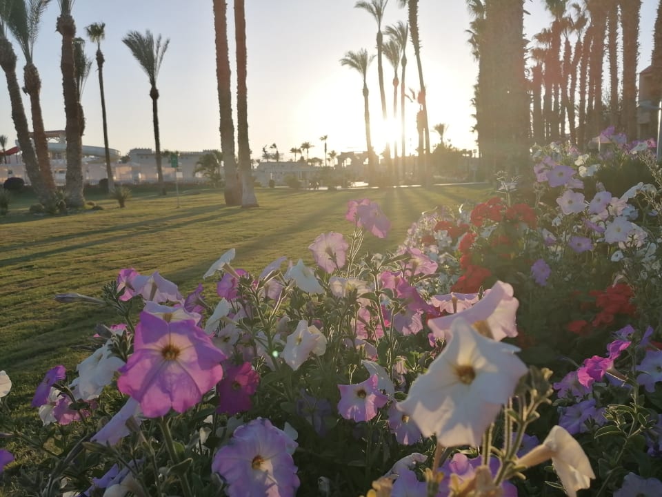 Gartenanlage Beach Albatros Resort