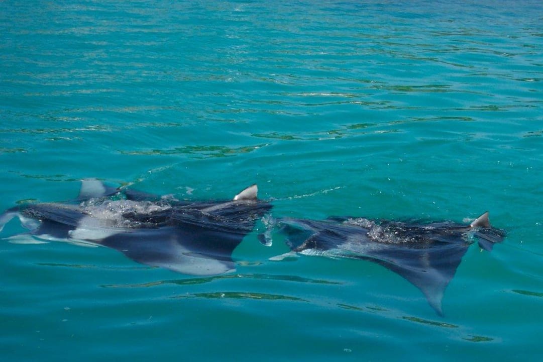 Mantas im Duett Meeru Maldives Resort Island