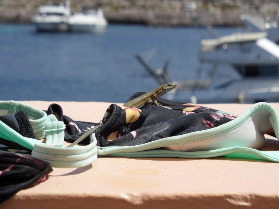 Die Insel der Eidechsen Comino Hotel & Bungalows