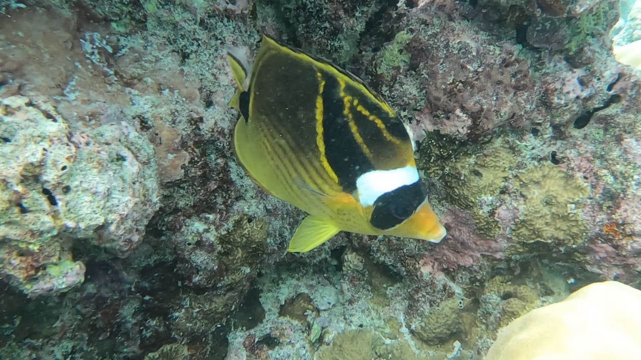 Sport & Freizeit NH Collection Maldives Reethi Resort