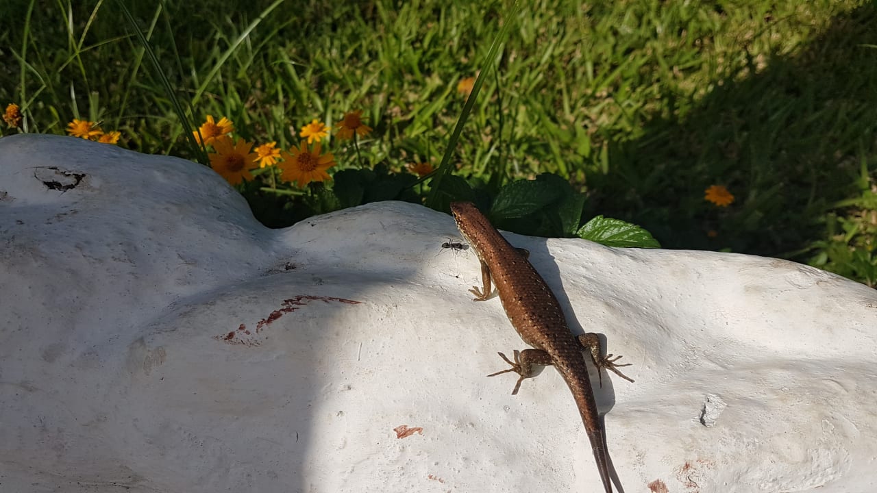 Gartenanlage Hotel Southern Palms Beach Resort