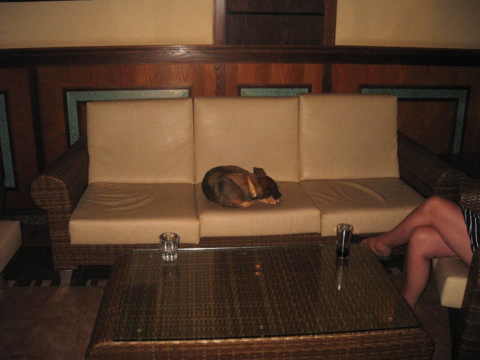 Lobby Hund schläft auch gerne auf dem Bett im Zimm Hotel Riu Karamboa