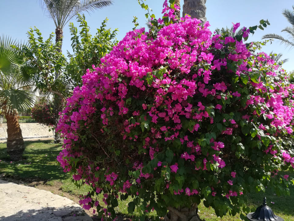 Gartenanlage Brayka Bay Resort