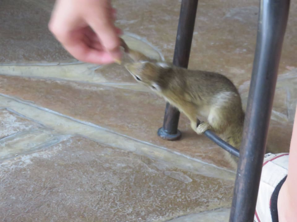 Guten Appetit! Hotel Mushara Lodge