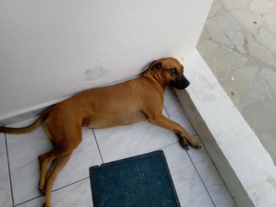 Sonstiges The Hummingbird Hotel