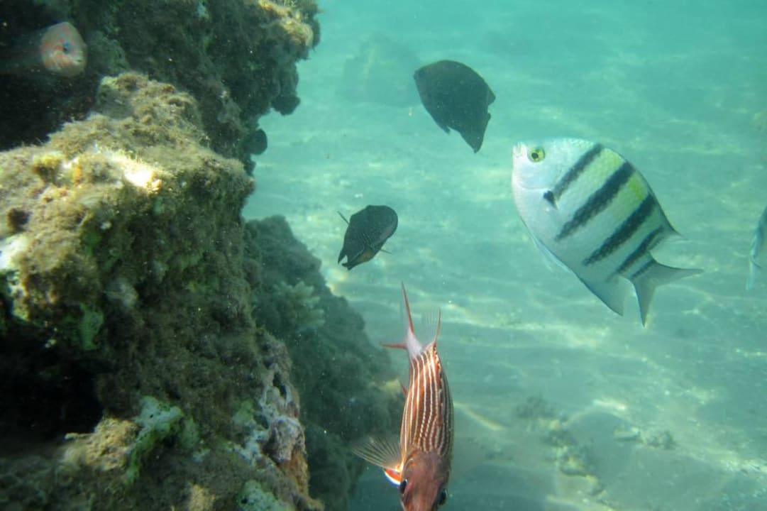 Unterwasserwelt Pickalbatros Dana Beach Resort - Hurghada