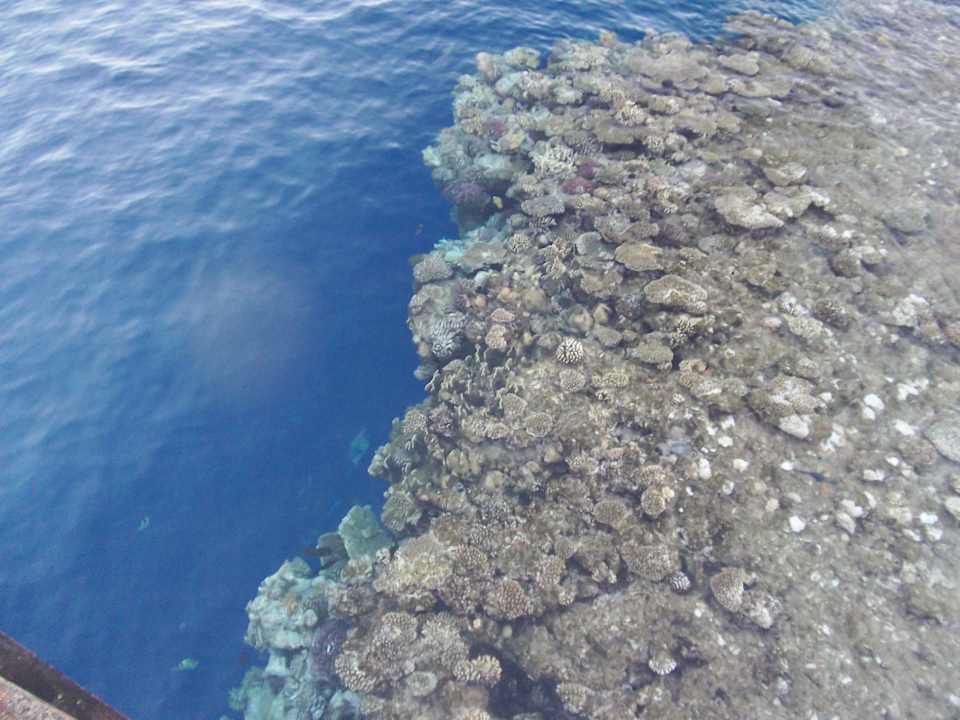 Korallen wunderschön The Grand Hotel Sharm El Sheikh