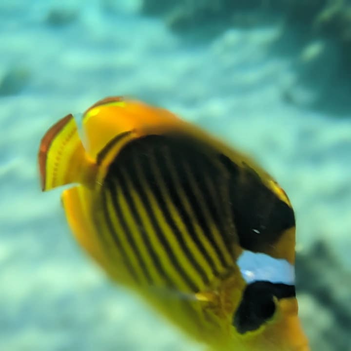 Strand Cleopatra Luxury Resort Makadi Bay