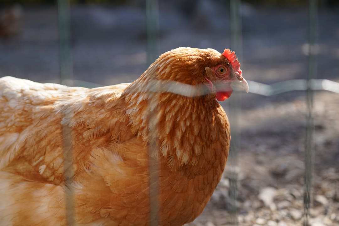 Gartenanlage Wiesenberghof