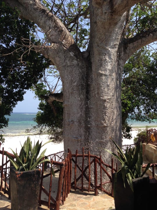 Rzeczony Baobab Baobab Holiday Resort