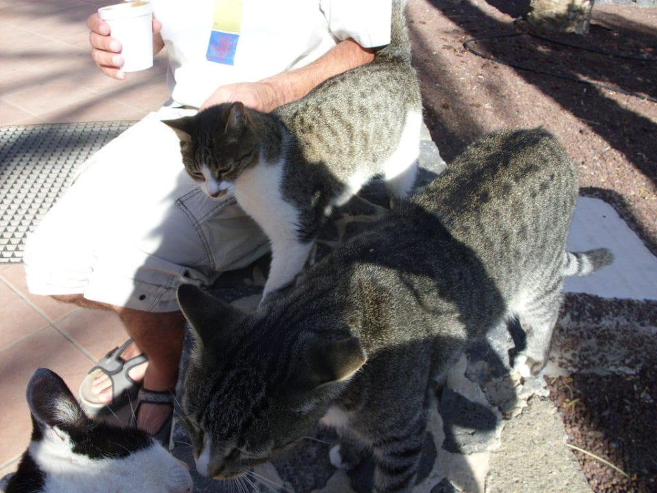 Kraulen nach dem Frühstück Occidental Jandía Mar