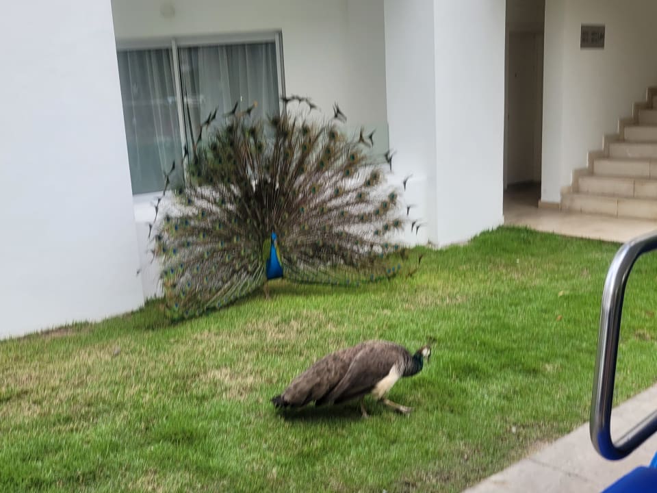 Gartenanlage Grand Bávaro Princess
